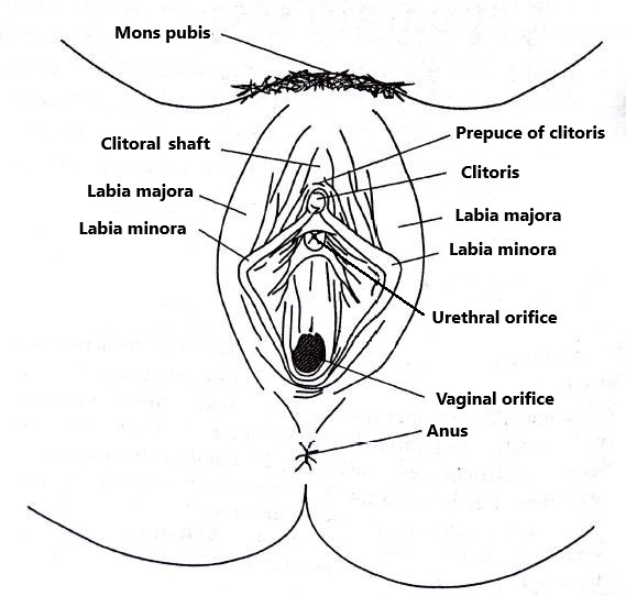Female genitals